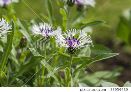 Centurea 紫心 88954489