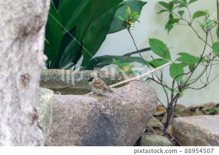 植物在花園裡 88954507