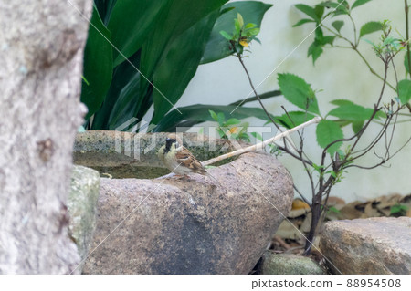 植物在花園裡 88954508