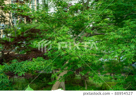 Plants in the garden Plants in the garden 88954527