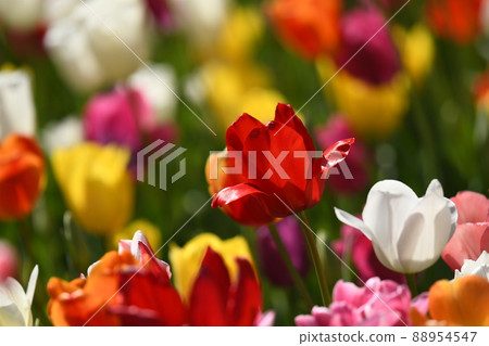 Tulip field in Yokohama Park Tulip field in Yokohama Park 88954547