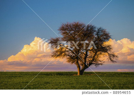Solitary tree in the plain, Pampas, Argentina Solitary tree in the plain, Pampas, Argentina 88954655