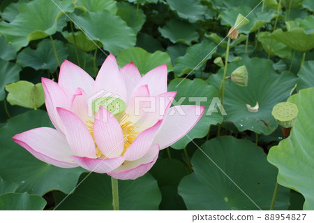 Lotus flower  88954827