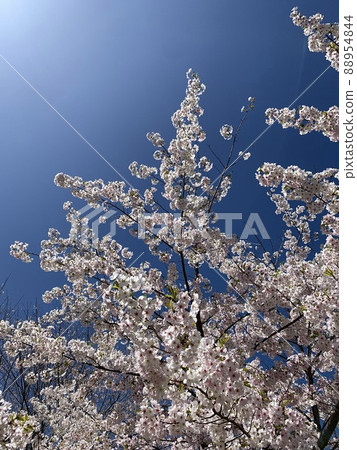 Sunny with cherry blossoms Sunny with cherry blossoms 88954844