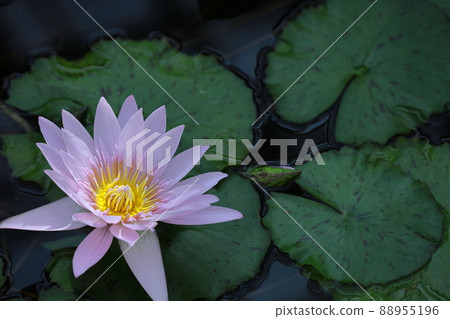 Floating elegantly on the surface of the water Floating elegantly on the surface of the water 88955196