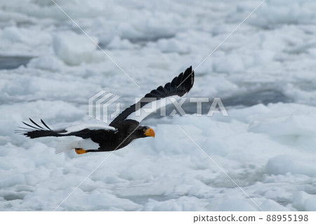 Steller's sea eagle flying in the drift ice zone Steller's sea eagle flying in the drift ice zone 88955198