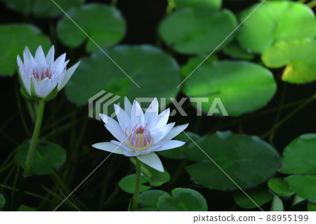 Floating elegantly on the surface of the water Floating elegantly on the surface of the water 88955199