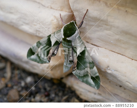 Green hawkmoth Green hawkmoth 88955210