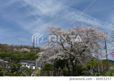 東田原櫻《秦野市》 東田原櫻《秦野市》 88955257