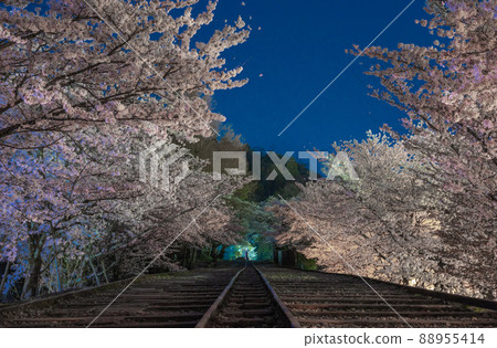 《京都府京都市》蹴上坡夜櫻 《京都府京都市》蹴上坡夜櫻 88955414