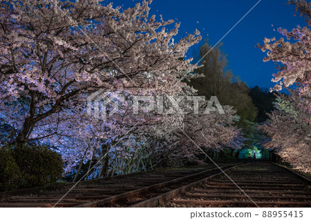 《Kyoto City, Kyoto Prefecture》 Keage Incline Night Cherry Blossoms 《Kyoto City, Kyoto Prefecture》 Keage Incline Night Cherry Blossoms 88955415