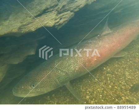 Phantom fish Ito 88955489