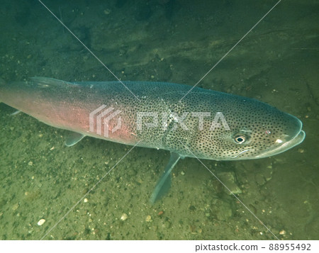 Phantom fish Ito 88955492