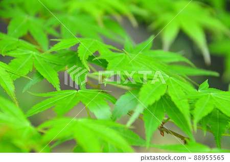 Blue maple with beautiful fresh green in early summer 88955565