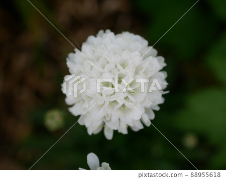 Almeria flower macro Almeria flower macro 88955618