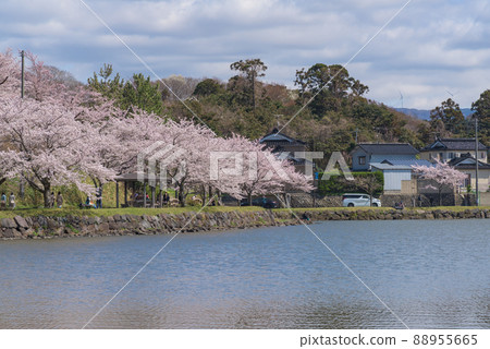 A row of cherry blossom trees in Seishi Park 88955665