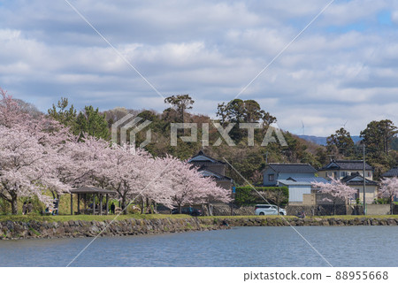 青石公園的一排櫻花樹 青石公園的一排櫻花樹 88955668