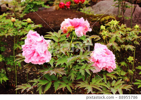 Kansenji peony with raindrops (1) Kansenji peony with raindrops (1) 88955786