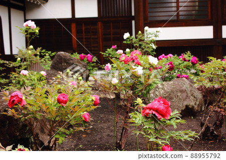 The precincts of Kansenji Temple with peony in full bloom (3) 88955792