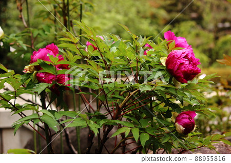 Kansenji peony with raindrops (7) 88955816