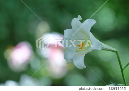 象徵貞潔的花 88955935