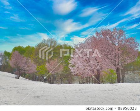 Sakura at Fukuyama Pass, Uonuma City 88956028