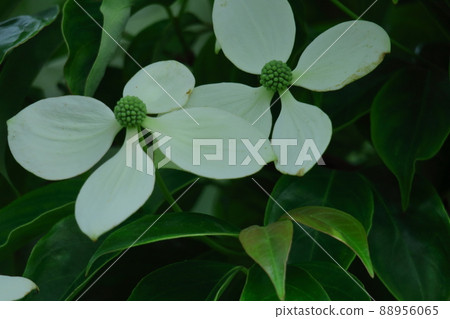 花園的象徵樹 花園的象徵樹 88956065