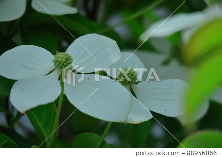 Garden symbol tree 88956066