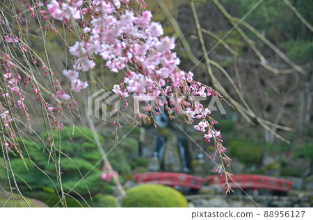 博物館花園裡的垂枝櫻花 博物館花園裡的垂枝櫻花 88956127