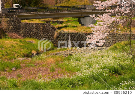 葛羽川河《秦野市》 葛羽川河《秦野市》 88956210