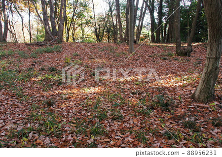 杉山城址北圍場【埼玉縣嵐山町】 88956231