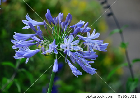Romantic flowers Romantic flowers 88956321