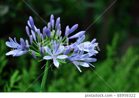 浪漫的花朵 88956322