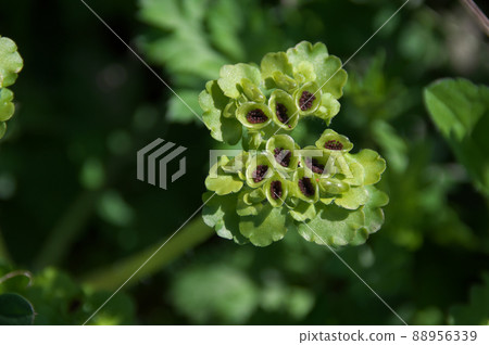 Chrysosplenium Chrysosplenium 88956339