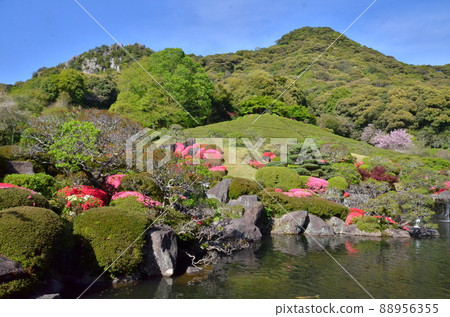 杜鵑花盛開的漫步日式庭園 杜鵑花盛開的漫步日式庭園 88956355