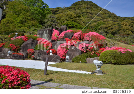 杜鵑花盛開的石園 88956359