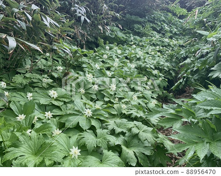 Japan's No. 1 Paris japonica colony Japan's No. 1 Paris japonica colony 88956470