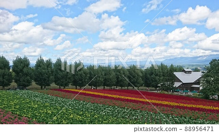 Landscape of trees in Hokkaido, flower fields and summer clouds 88956471