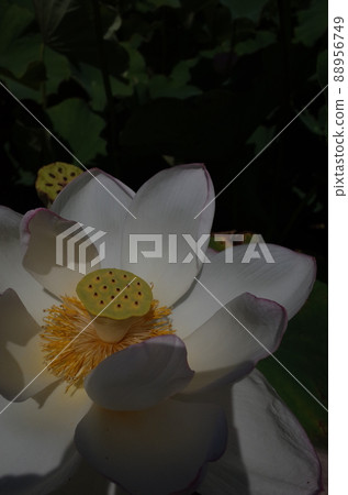 Lotus flower (white) Lotus flower (white) 88956749