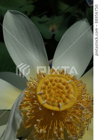 Lotus flower (white) 88956750