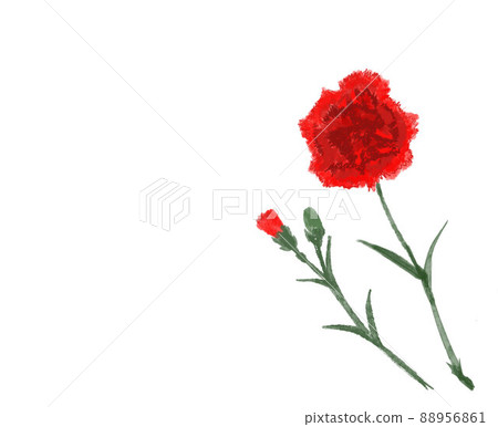 Carnation watercolor illustration Carnation watercolor illustration 88956861
