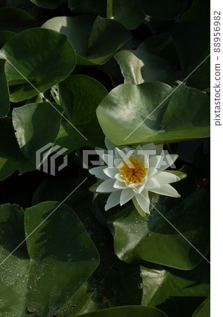 Water lily flowers 88956982