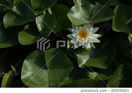 Water lily flowers Water lily flowers 88956983