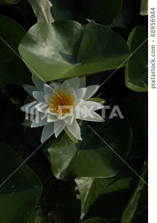 Water lily flowers Water lily flowers 88956984