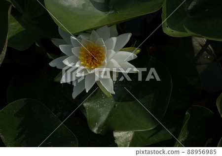 睡蓮鮮花 睡蓮鮮花 88956985