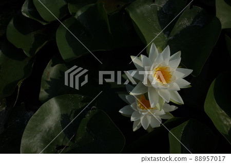 Water lily flowers Water lily flowers 88957017