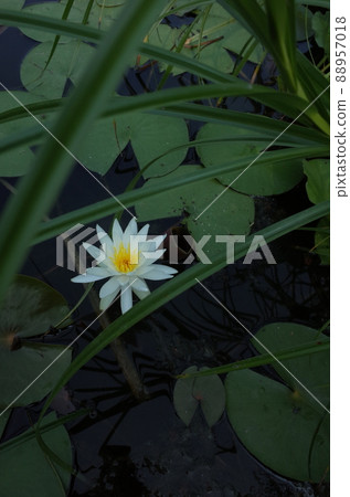 睡蓮鮮花 睡蓮鮮花 88957018
