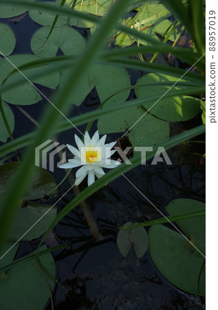睡蓮鮮花 睡蓮鮮花 88957019