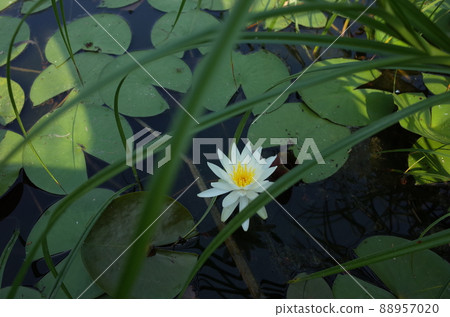 睡蓮鮮花 睡蓮鮮花 88957020