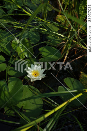Water lily flowers Water lily flowers 88957021